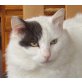 Ice, Mischling - Kater
