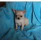 Ice-Queen, Chihuahua kurzhaariger Schlag Welpen - Hündin