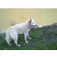 Ice, hübscher Husky-Mix sucht ein Zuhause - Rüde