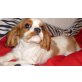 Icecream, Cavalier King Charles Spaniel Welpen - Hündin