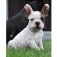 Iceman, Französische Bulldogge Welpen - Rüde