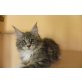 Ich Bin Noch Zu Haben !, Maine Coon - Katze