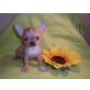 Ich bin SIGI MINI red Merle Bubi !!!!!!!!!!!!, Chihuahua kurzhaariger Schlag Welpen - Rüde
