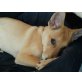 Icos, Pinscher Welpen - Rüde