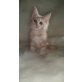 Ida, Maine Coon - Katze