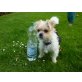 Ida, Yorkshireterrier Chihuahua Pekinese - Hündin