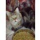Idefix, Maine Coon - Kater