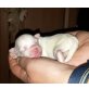 Idefix, Malteser-Chihuahua-Mix - Rüde