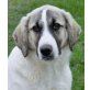 Idefix, Mischling Welpen - Rüde