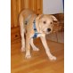 Idefix, Terrier-Mix Welpen - Rüde