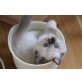 Idris, Ragdoll - Kater