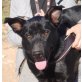 Idris, belg. Schäferhund Mix - Rüde