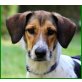 Iglize, Fox-Terrierl-Mix - Hündin