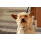 Ignacia, Yorkshire Terrier - Hündin