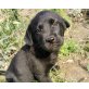 Igor, Labrador-Sharpei-Mischling Welpen - Rüde