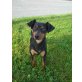 Igor, Zwergpinscher - Rüde