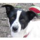 Ikaros, Jack Russel Terrier Welpen - Rüde