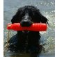 Ikarus , Float Coated-Retriever Mix - Rüde