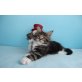 Ikarus sehr verschmuster Kater, Maine Coon - Kater