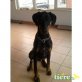 Ike, Dobermann - Rüde