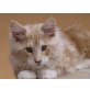 Ike, Maine Coon - Kater