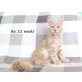 Ike und Irwing, Maine Coon - Katze