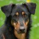 Ikki, Dobermann-Mix - Rüde