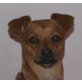 Ikkito - NOTFALL, Pinscher Mix - Rüde