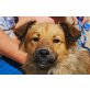 Iko, sehr lieber Familienhund - Rüde
