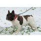 Ila, Ida usw., Französische Bulldogge - Hündin