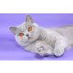 Ilani, Britisch Kurzhaarkatze - Katze