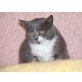 Ilania, Kartäusermix - Katze
