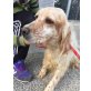 Ilaria, English Setter - Hündin