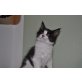 Ilay, Maine Coon - Kater