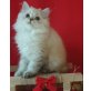 Ildiko, Perser Colourpoint - Katze