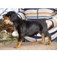 Ilia Ilme z Helftýna, Dobermann Welpen - Hündin