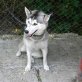 Ilka, Husky - Hündin
