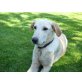 Ilka, Setter  Labrador Mix - Hündin