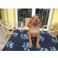 Illangó, Magyar Vizsla - Hündin