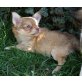 Illuminator - Chocolate Fawn, Chihuahua langhaariger Schlag Welpen - Rüde