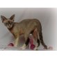 Illy und Brooke, Devon Rex - Katze