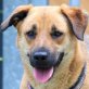Ilona, Labrador-Schäfer-Mix - Hündin