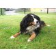 Ilonka, Berner Sennenhund - Hündin