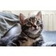 Ilvy, Bengalkatze - Katze