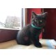 Im NERO vom SIMBALAND, Britisch Kurzhaarkatze - Kater