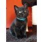 Im Nero vom Simbaland (black), Britisch Kurzhaarkatze - Kater