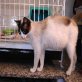 Ima, Einzelhaltung gewünscht, Snowshoe-Mix - Katze