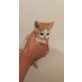 Imana, Perserkatze und Hauskater - Katze