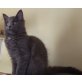 Imara P, Maine Coon - Katze