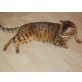 Imhotep, Bengalkatze - Kater